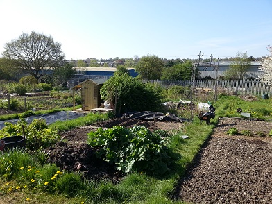 My allotment.  The shed is in the neighbouring plot.