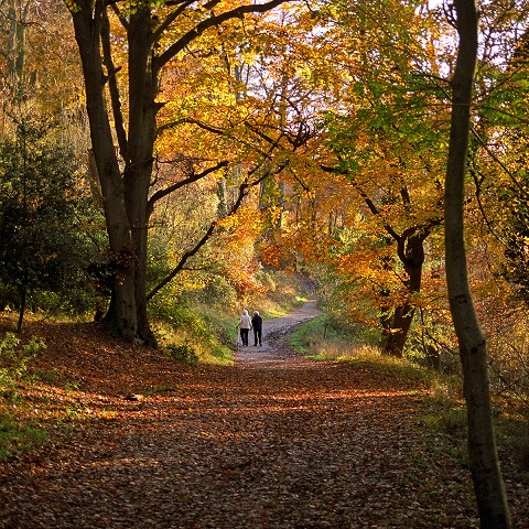 Colours of Autumn | Ashridge Park, Hertfordshire, UK | Autumn vi